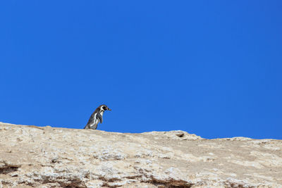 Low angle view of bird on rock against clear blue sky