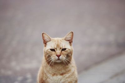 Portrait of ginger cat