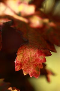 Close-up of dry leaf