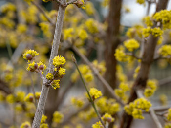 Close-up of yellow flowering plant