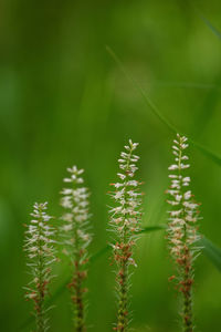 Close-up of stalks in field