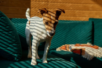 Dog standing on sofa in living room. stylish home interior with curious pet on place for relax