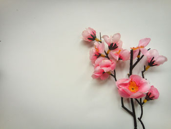 Close-up of pink flowering plant against white background