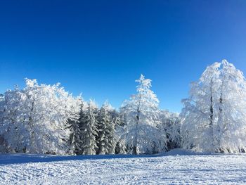 Frozen trees against clear blue sky