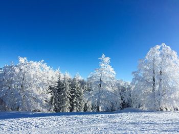 Frozen trees against clear blue sky