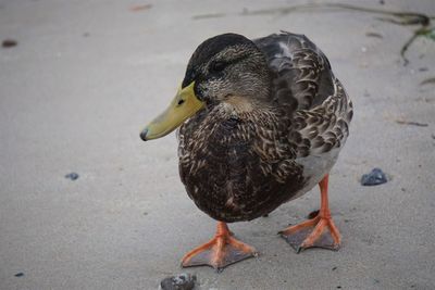 Duck on the beach