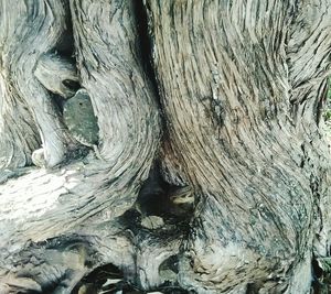 Full frame shot of tree trunk