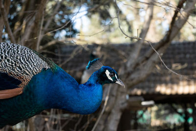 Close-up of a peacock