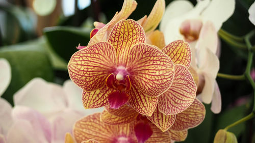 Close up bueatiful orchid flower, moth orchid, phalaenopsis baldan's kaleidoscope, golden treasure,.