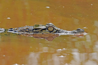 Close-up of turtle swimming in water