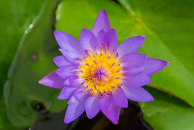 Directly above view of purple water lily in pond