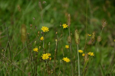 Yellow flowers blooming in meadow
