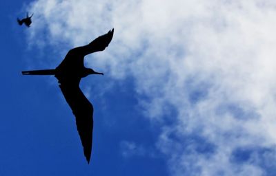 Low angle view of kite flying in sky