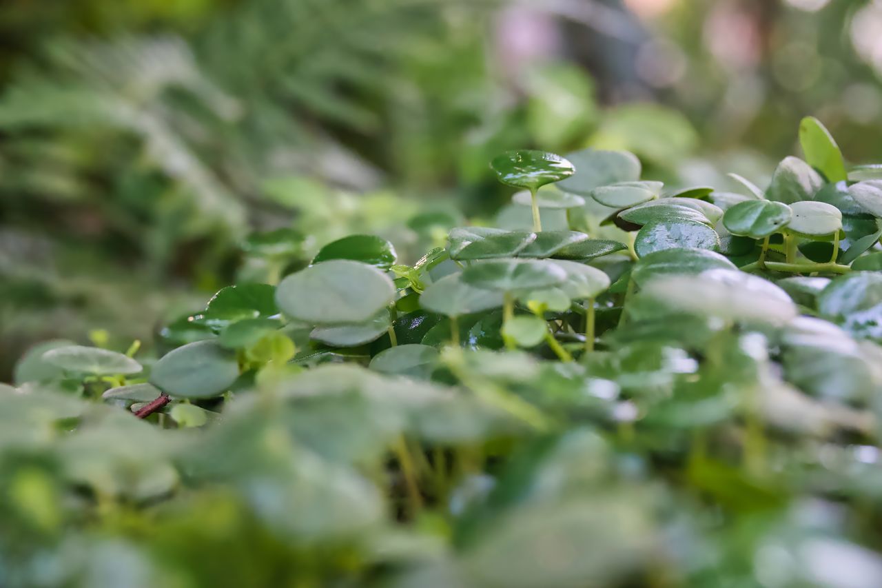 plant, green, leaf, plant part, selective focus, growth, nature, freshness, food and drink, flower, food, no people, beauty in nature, close-up, vegetable, agriculture, branch, outdoors, environment, day, healthy eating, blossom, macro photography, social issues, flowering plant, land, wildflower, tree, garden, environmental conservation, springtime, landscape, field