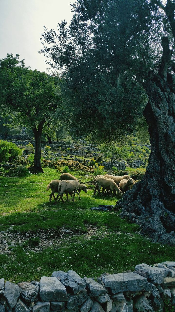 tree, animal themes, animals in the wild, wildlife, growth, nature, green color, field, grass, mammal, one animal, plant, day, tranquility, no people, outdoors, beauty in nature, stone wall, sunlight, branch