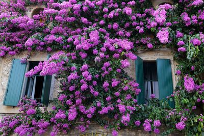 Low angle view of pink flowering plants on residential building