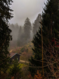 Scenic view of forest against sky