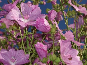 Close-up of pink flowers