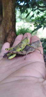 Close-up of hand holding insect