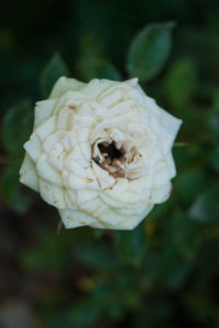 Close-up of white rose