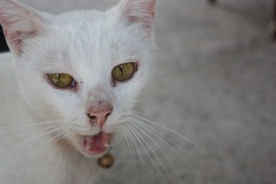 Close-up of cat