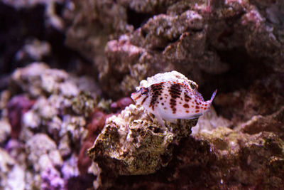 Close-up of butterfly in sea