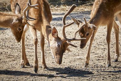 Deer standing in a field