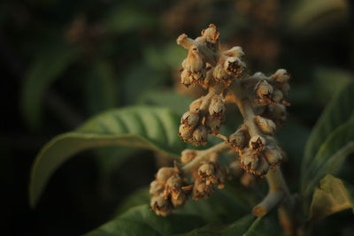 Close-up of wilted flower plant