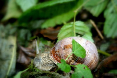 Close-up of snail on plant