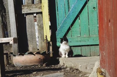 Close-up of cat on door