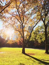 Trees in park against sky during autumn