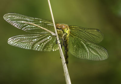 Close-up of damselfly on plant