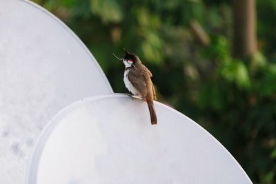 Close-up of bird perching on a car