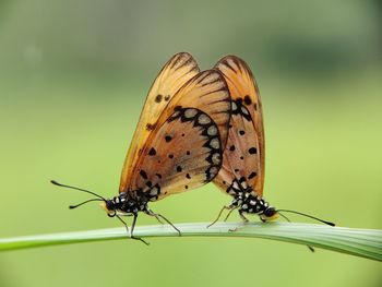 Close-up of butterfly pollinating on flower