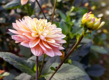 Close-up of pink flowering plant