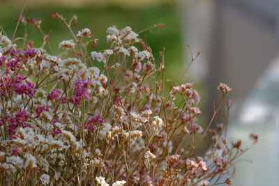 Close-up of flowering plant