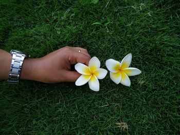Close-up of hand holding white flowering plants