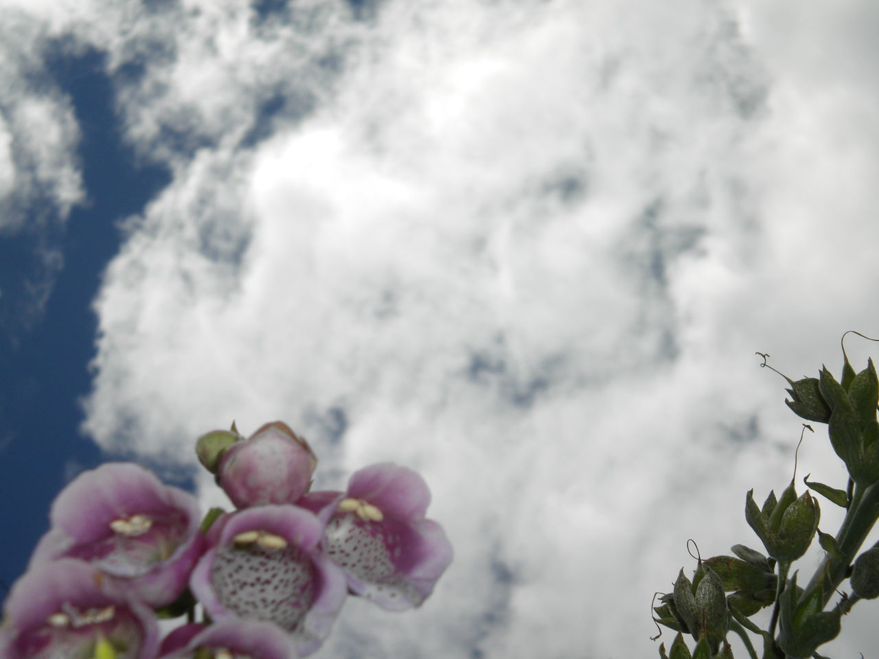 growth, flower, freshness, beauty in nature, sky, nature, fragility, plant, leaf, low angle view, cloud - sky, close-up, petal, day, outdoors, blooming, no people, green color, flower head, cloudy