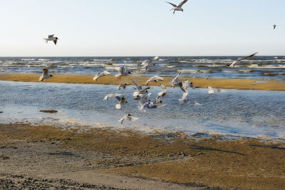 Seagulls flying and struggling over beach against sky by the riga gulf 