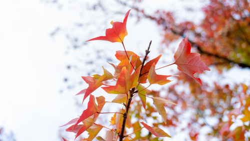 Close-up of maple leaves against blurred background