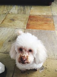 Close-up portrait of dog