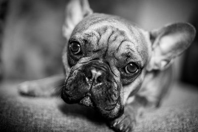 Close-up portrait of a dog