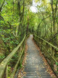 Trees in forest