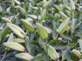 Full frame shot of plants