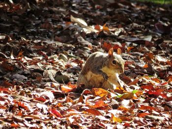 High angle view of squirrel on ground during autumn