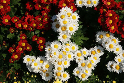 High angle view of multi colored daisy flowers