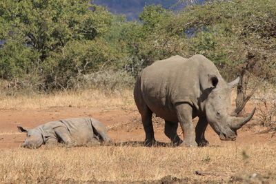 Rhino with baby