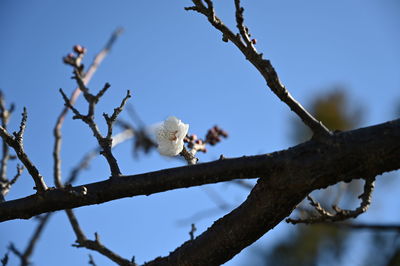 Low angle view of white flowering plant against sky