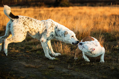 View of two dogs on field