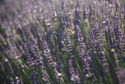 Close-up of lavender flowers blooming on field